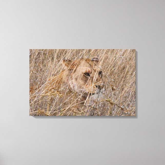 Lion in the Grass Canvas Print (Front)