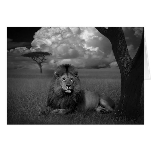 Lion in the Grass Cards (Front Horizontal)
