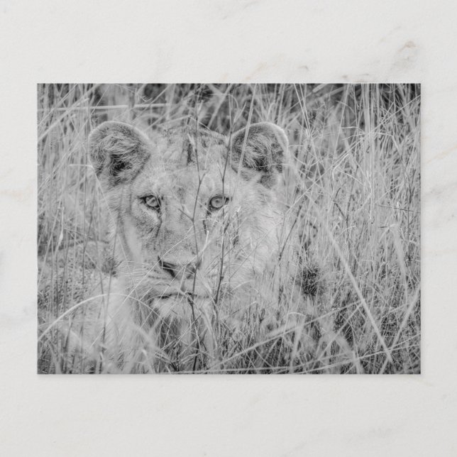 Lion in the Grass Postcard (Front)