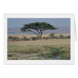 Lion in the Water Cards