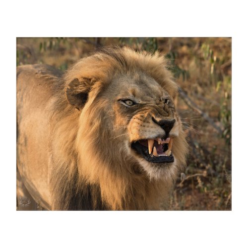 Lion in Wild African Setting Acrylic Print