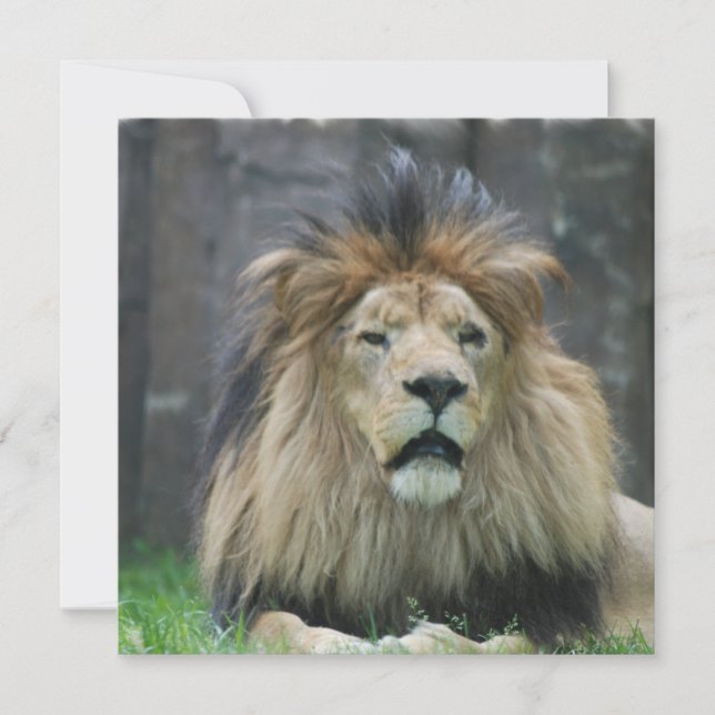 Lion Invitations (Front)