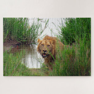 lion jigsaw puzzle