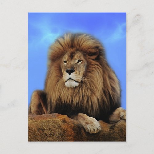 Lion King in Africa Postcard