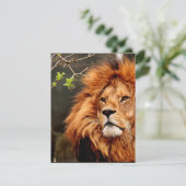 Lion, King of the Jungle (Standing Front)