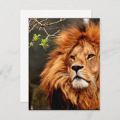 Lion, King of the Jungle (Front/Back)