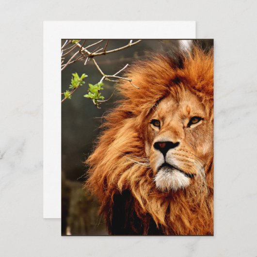 Lion, King of the Jungle (Front/Back)