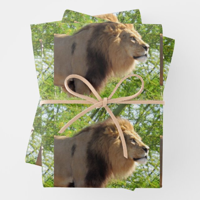 Lion - King of the Jungle  - All Occasion Wrapping Paper Sheets (In situ)