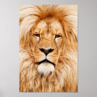 Lion, King of the jungle beautiful photo portrait Poster