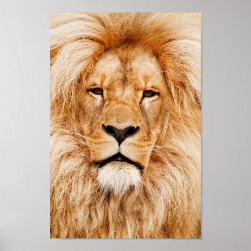 Lion King of the jungle beautiful photo portrait Poster