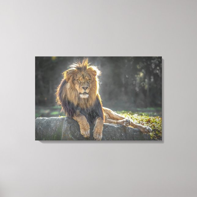 Lion King of the Jungle Canvas Print (Front)