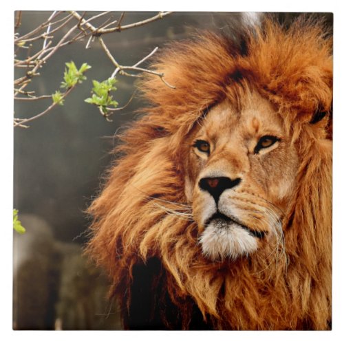Lion King of the Jungle Ceramic Tile