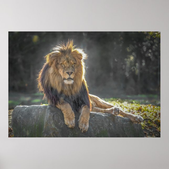 Lion King of the Jungle Poster (Front)