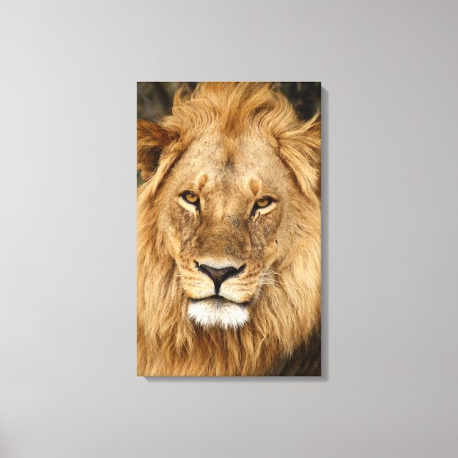 Lion King With Great Mane Canvas Print (Front)