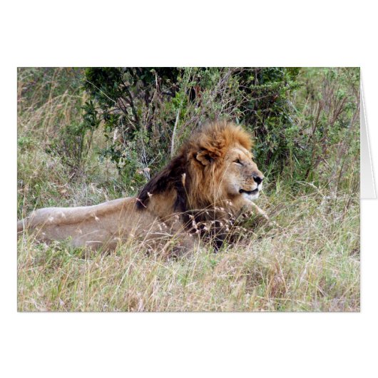 lion laze cards (Front Horizontal)