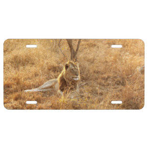 Lion License Plate