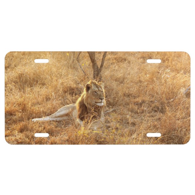 Lion License Plate (Front)