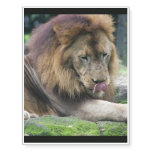 Lion Licking His Chops! Temporary Tattoos