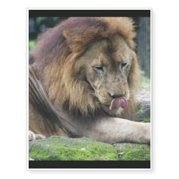 Lion Licking His Chops! Temporary Tattoos