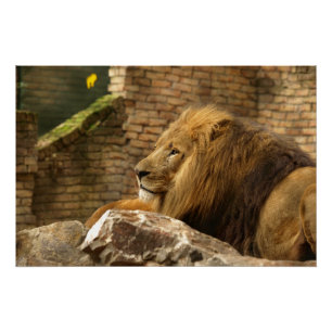 Lion, Lion Poster