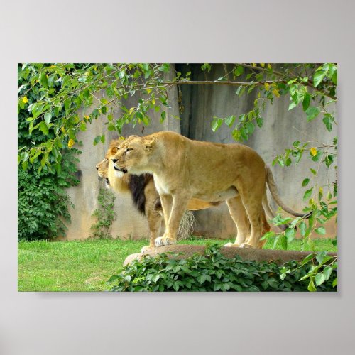 Lion Lioness 7x5 Poster