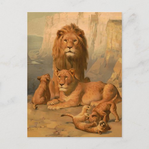 Lion lioness and cubs postcard
