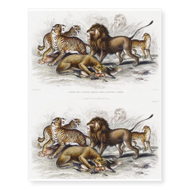 Lion, Lioness, Bengal Tiger, Leopard Temporary Tattoos (Front)
