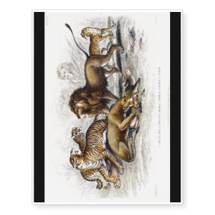 Lion, Lioness, Bengal Tiger, Leopard Temporary Tattoos