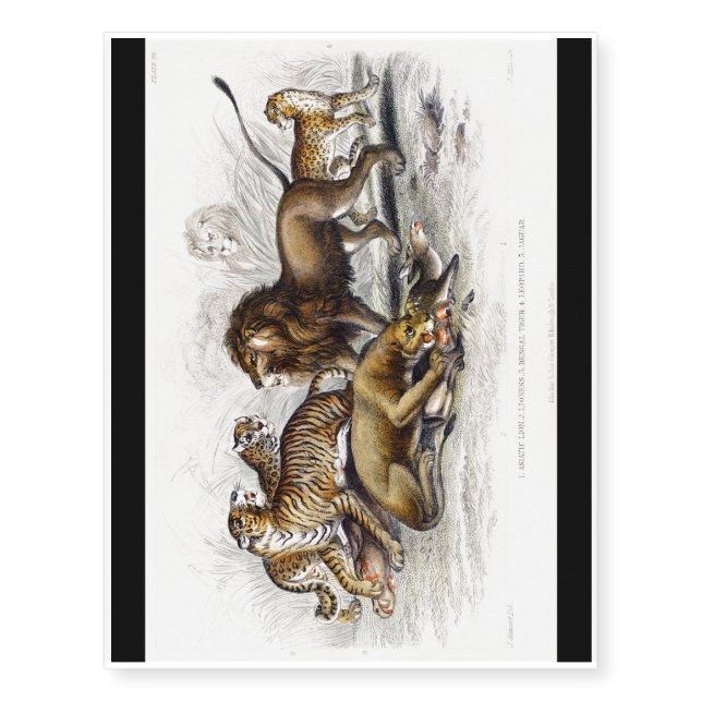 Lion, Lioness, Bengal Tiger, Leopard Temporary Tattoos (Front)