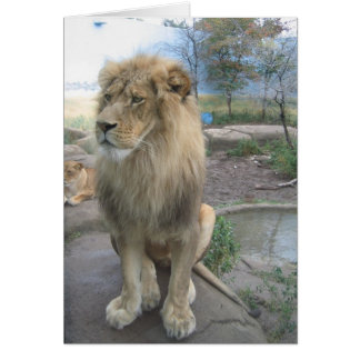Lion Looks for Lunch Cards