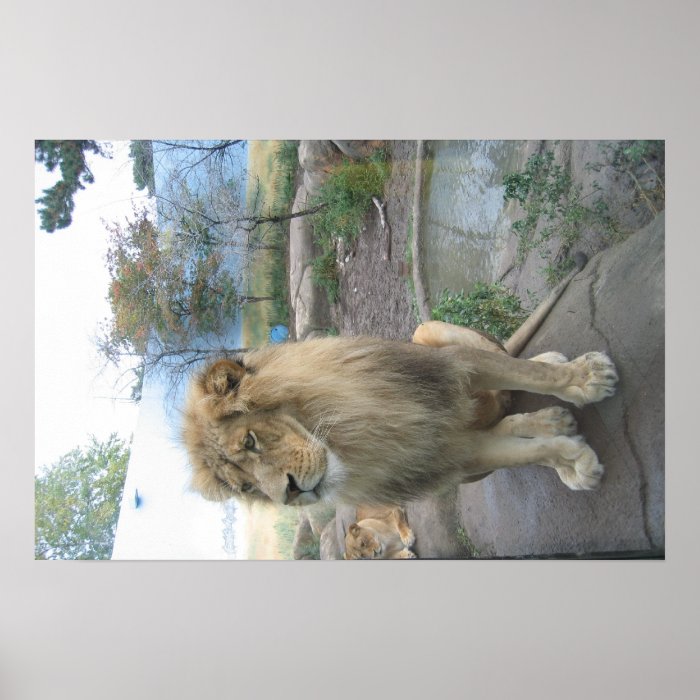 Lion Looks for Lunch Print
