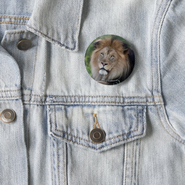 Lion Lounging in a Forest Button (In Situ)