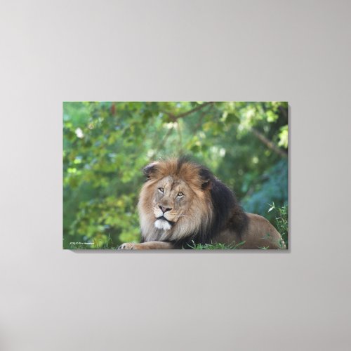 Lion Lounging in a Forest Canvas Print