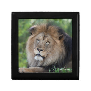 Lion Lounging in a Forest Gift Box