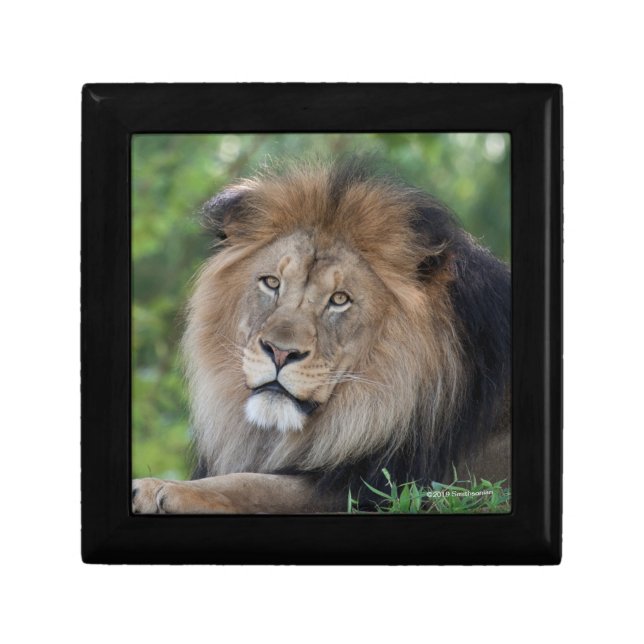Lion Lounging in a Forest Gift Box (Front)