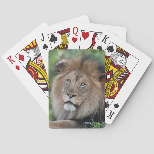 Lion Lounging in a Forest Poker Cards (Back)