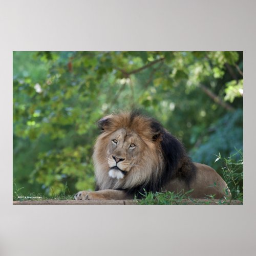 Lion Lounging in a Forest Poster