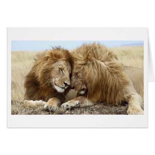 Lion Love Cards (Front Horizontal)