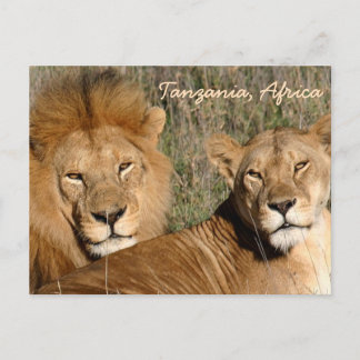 Lion Love Postcard