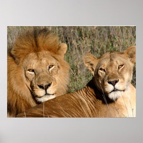 Lion Love Poster