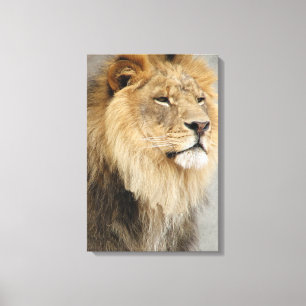 Lion Lovers King Of the Jungle Canvas Print