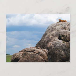 lion lying on a big rock in Tanzania Africa Postcard