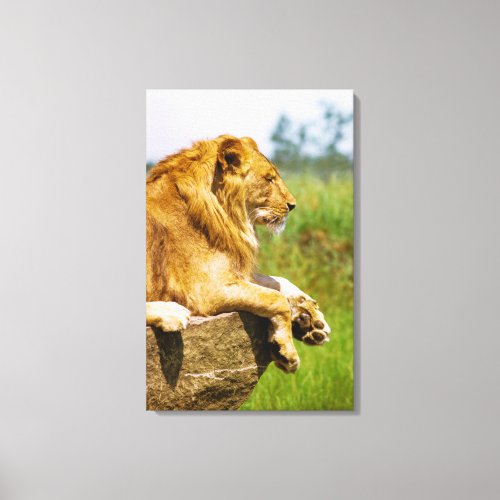 Lion lying on a rock canvas print