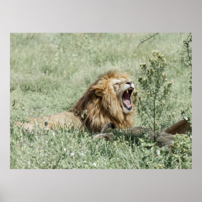 LION LYING ON GREEN GRASS DURING DAYTIME POSTER (Front)