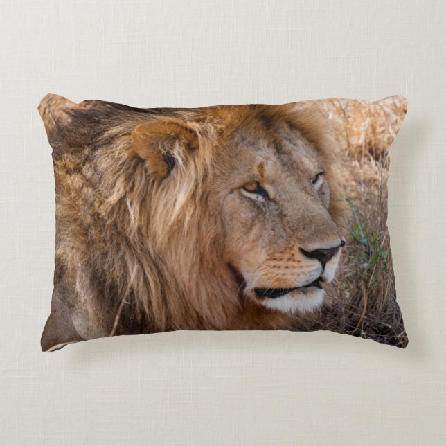 Lion Maasai Mara National Reserve, Kenya Accent Pillow (Front)