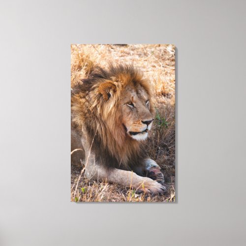 Lion Maasai Mara National Reserve Kenya Canvas Print