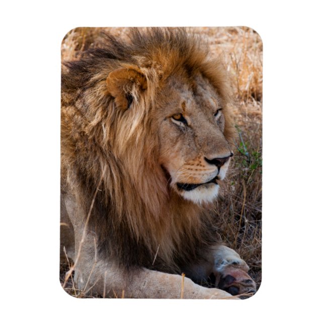 Lion Maasai Mara National Reserve, Kenya Magnet (Vertical)