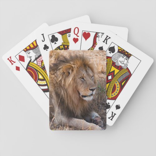 Lion Maasai Mara National Reserve Kenya Poker Cards