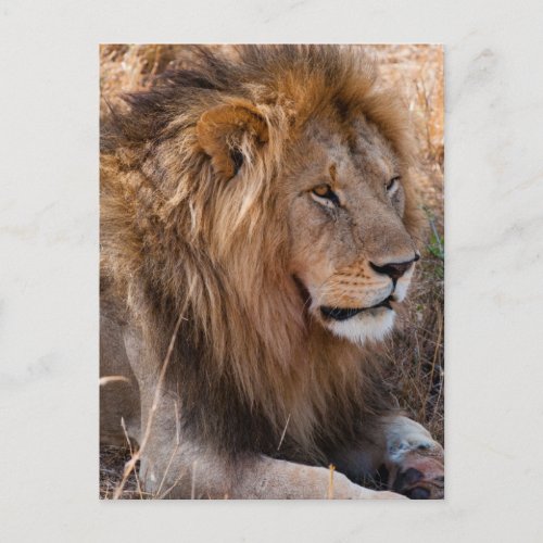 Lion Maasai Mara National Reserve Kenya Postcard