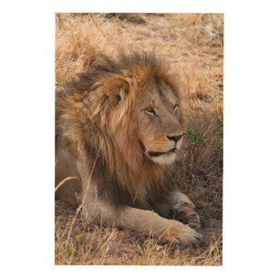 Lion Maasai Mara National Reserve, Kenya Wood Wall Decor